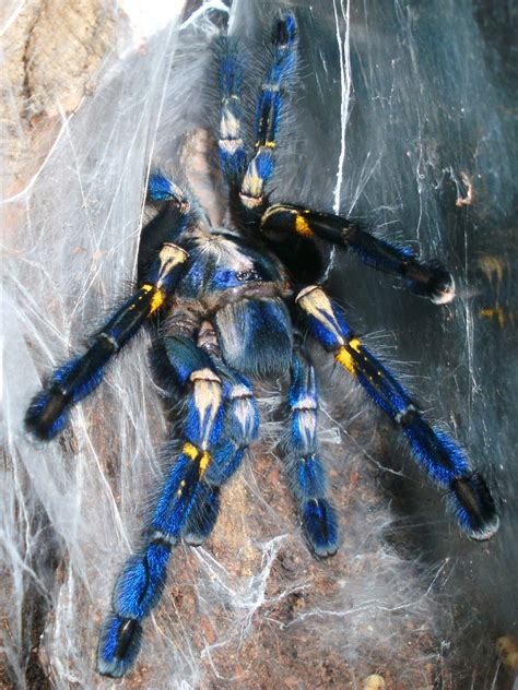 Poecilotheria metallica by PersistentAura on DeviantArt