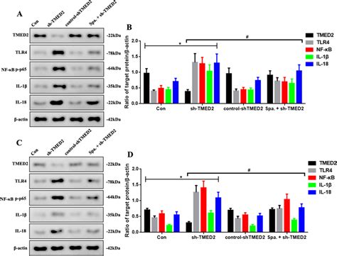 A Western Blot Assay Of Tmed2 Tlr4 Nf κb P P65 Il 1β And Il 18