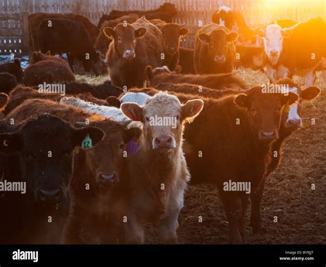 Bovine Breeds Hi Res Stock Photography And Images Alamy