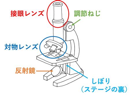 顕微鏡の各部の名称 オンライン無料塾「ターンナップ」