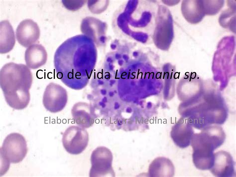 Ciclo De Vida Leishmania Sp Ppt