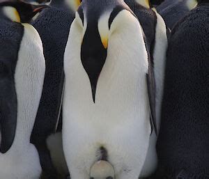 Emperor penguin breeding cycle – Australian Antarctic Program