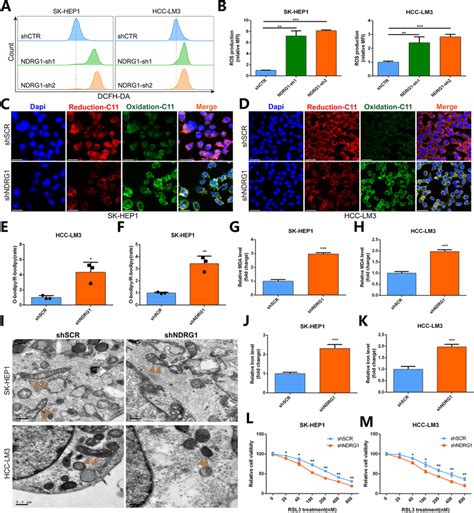 Ndrg Inhibition Induced Hcc Cells Ferroptosis And Contribute To