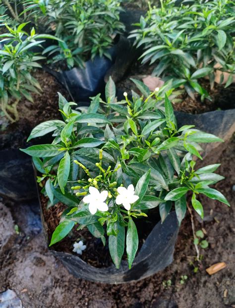 dwarf pandakaki  pot  white pebbles lazada ph