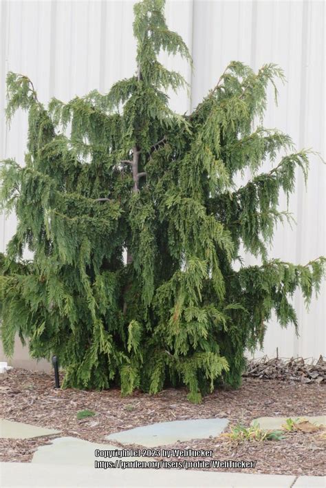 Photo Of The Entire Plant Of Weeping Alaska Cedar Xanthocyparis