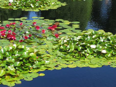 Plantes D Tang Et De Bassin De Jardinmon Coach Jardin