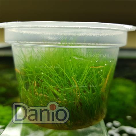 Элеохарис мини Aquayer (Eleocharis sp. mini)