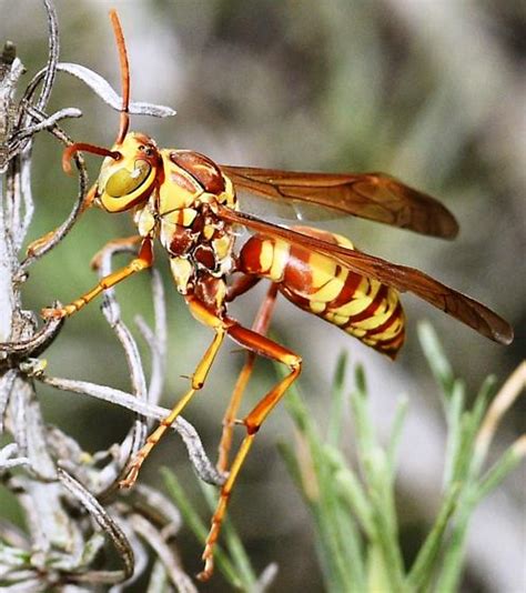 Wasp - Polistes apachus - BugGuide.Net