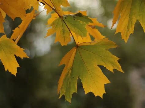 Identifying Maple Trees In Your Woodlot Sell Your Standing Timber Buskirk Lumber