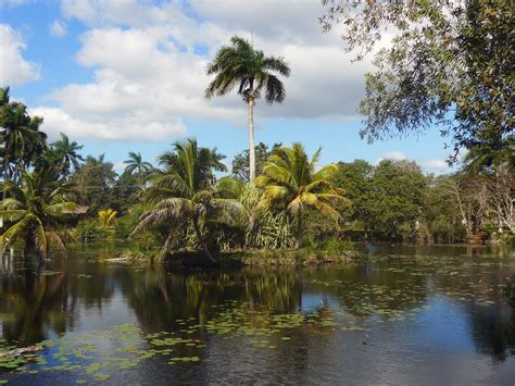 X Wallpaper Green Coconut Trees Peakpx