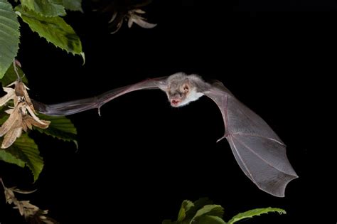 La Nuit Les Chauves Souris Sont De Sortie Sortie Nature