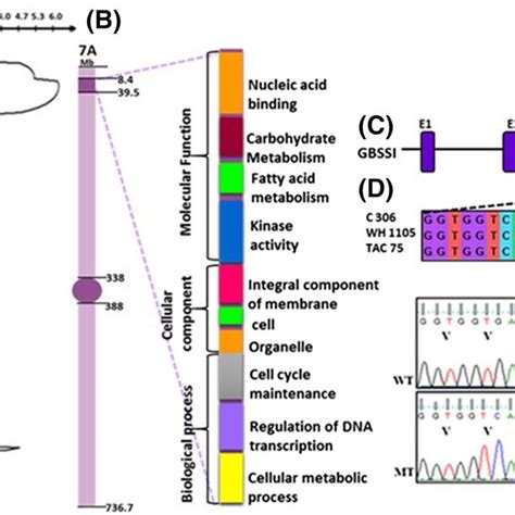 Classification And Distribution Of The Qtl Genes Based On Kegg Pathway