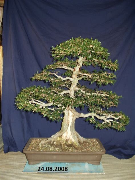 Naked Elm Bonsai South Nursery