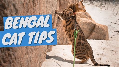 Black Bengal Cat Care: Tips for a Healthy, Happy Feline - BLOGHUTS