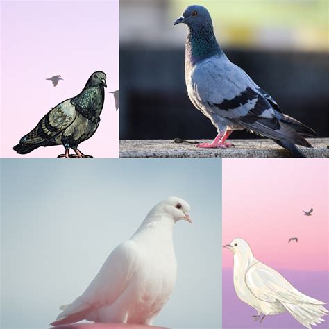 Pigeons and Doves | Arizona Exotics | -Other Birds Resources