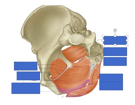 Muscles Of Pelvic Wall And Floor Diagram Quizlet