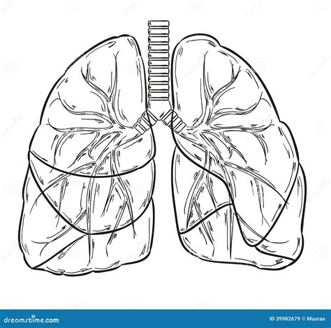 Human Lungs Outline Body Pages Coloring Colouring Printable Drawing