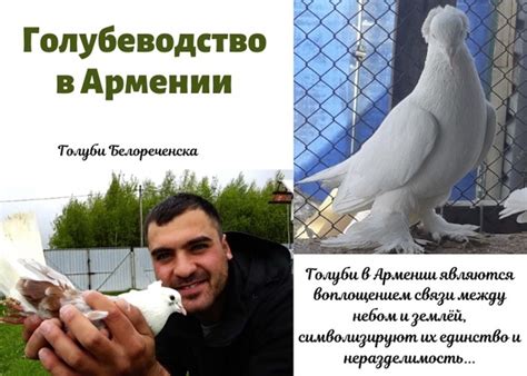 Голуби в Армении В Армении голубь считается символом мира, чистоты и ...