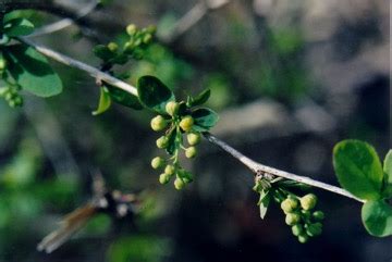 Common Barberry, European barberry Edible Plant