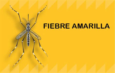 ¿qué Es La Fiebre Amarilla 【】