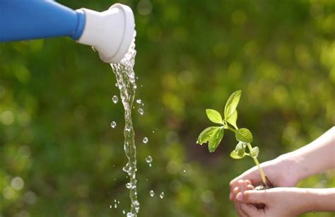 Come Rimuovere Il Calcare Dall Acqua Per Le Piante