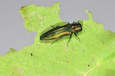 Emerald Ash Borer | Center for Invasive Species Research