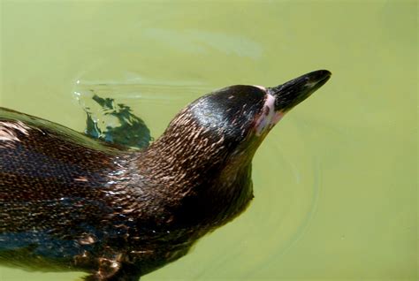 Pinguin Burung Air Penguin Foto Gratis Di Pixabay Pixabay