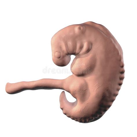 Schwangerschaft Wochen Embryo Stock Abbildung Illustration Von