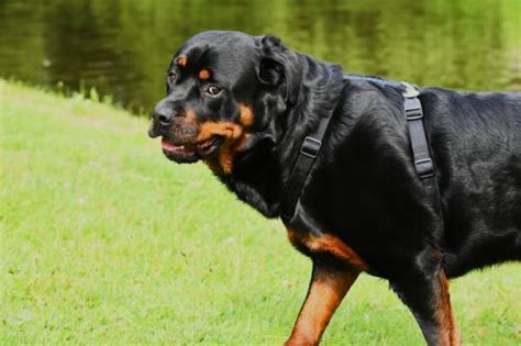 101 Female Rottweiler Names + Meanings