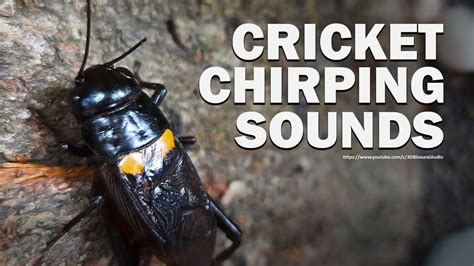 Crickets Chirping, Night Video, Theraphy, Sound Effects, Partner ...