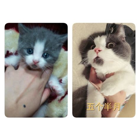 Meet The OMG Cat, The Feline Who Is Always Surprised 