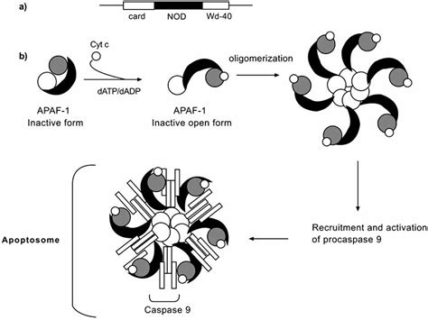 The Formation Of Apoptosome A The Apoptosis Protease Activating