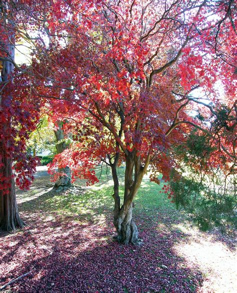 Shedding Japanese Maple Stanley Zimny Thank You For Million Views