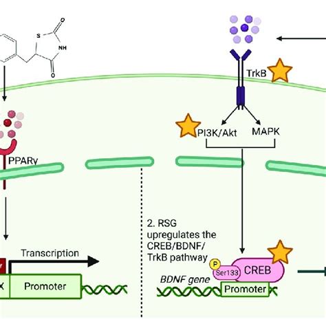 Schematic Representation Of Brain Derived Neurotrophic Factor Bdnf