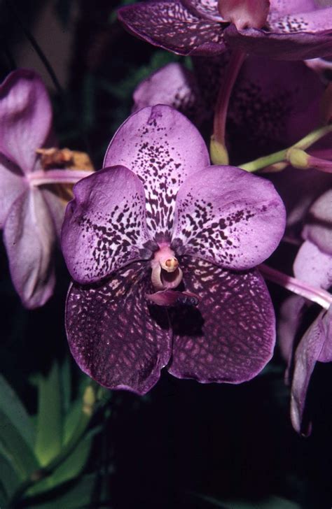 Vanda Kasem S Delight Rolf Panczak Flickr