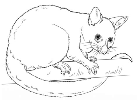 Possum Coloring Pages - Kidsuki