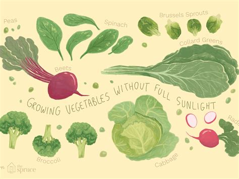 Vegetable Light Requirements Chart