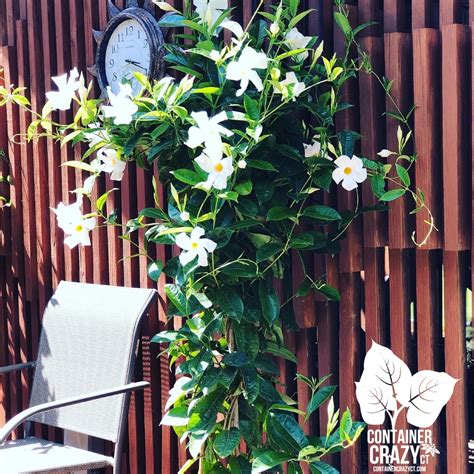 For an Amazing Wall of Flowers, Consider Mandevilla Tropical Plants in ...