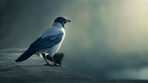 Magpie Wallpapers - Wallpaper Cave