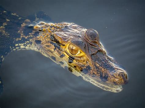 Extension en Amazonie découverte d un écosystème Voyage Pérou