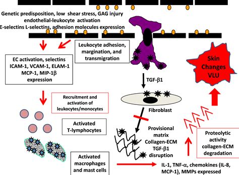 Pathophysiology Of Chronic Venous Disease And Venous Ulcers Surgical