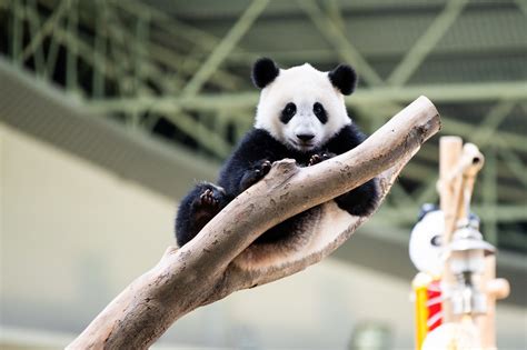 Album Asia Panda Raksasa Sheng Yi Di Malaysia Rayakan Ulang Tahun