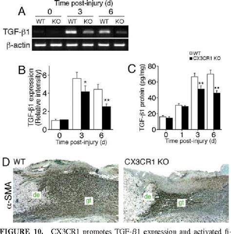 Figure 10 From Fibroblast Accumulation And Function Wound Healing By