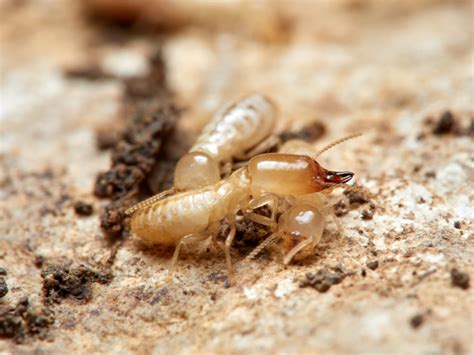 C Mo Prevenir Una Plaga De Termitas Consejos Abiomed