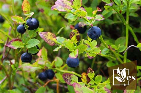 How To Grow Blueberries Indoors A List Of Easy Steps Evergreen Seeds