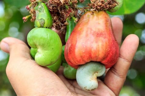 How Do Cashews Grow Top Facts Tips