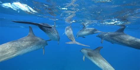 Pod Of Bottlenose Dolphins