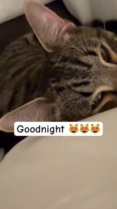 Nighty Night Sleep Tight 🌙 Everyone Rest Well 💤 Aiko😻😻 Youtube