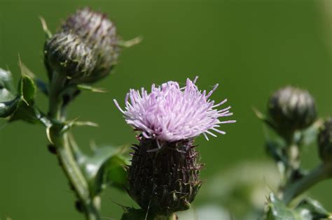 Cardo Naturaleza Flor Foto Gratis En Pixabay Pixabay