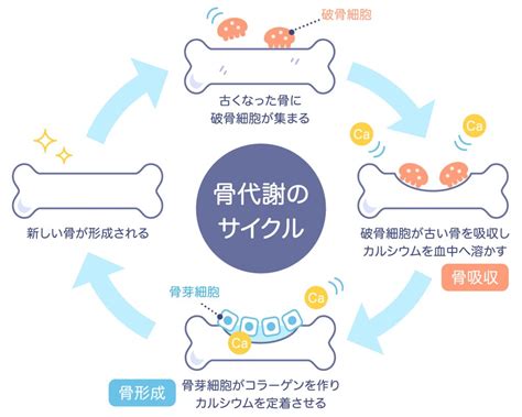 骨を形成するミネラルで強い骨を作る！カルシウム・リン・ビタミンの効果的な摂取方法 とまり木